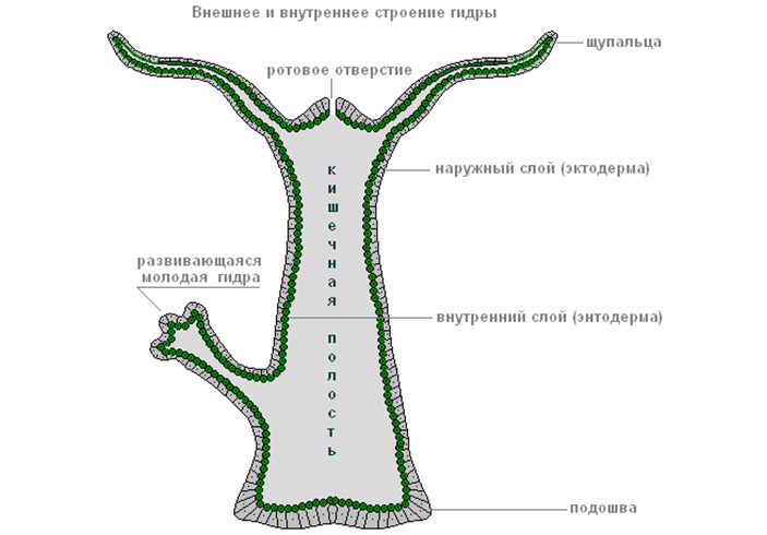 Кракен даркнет как зайти